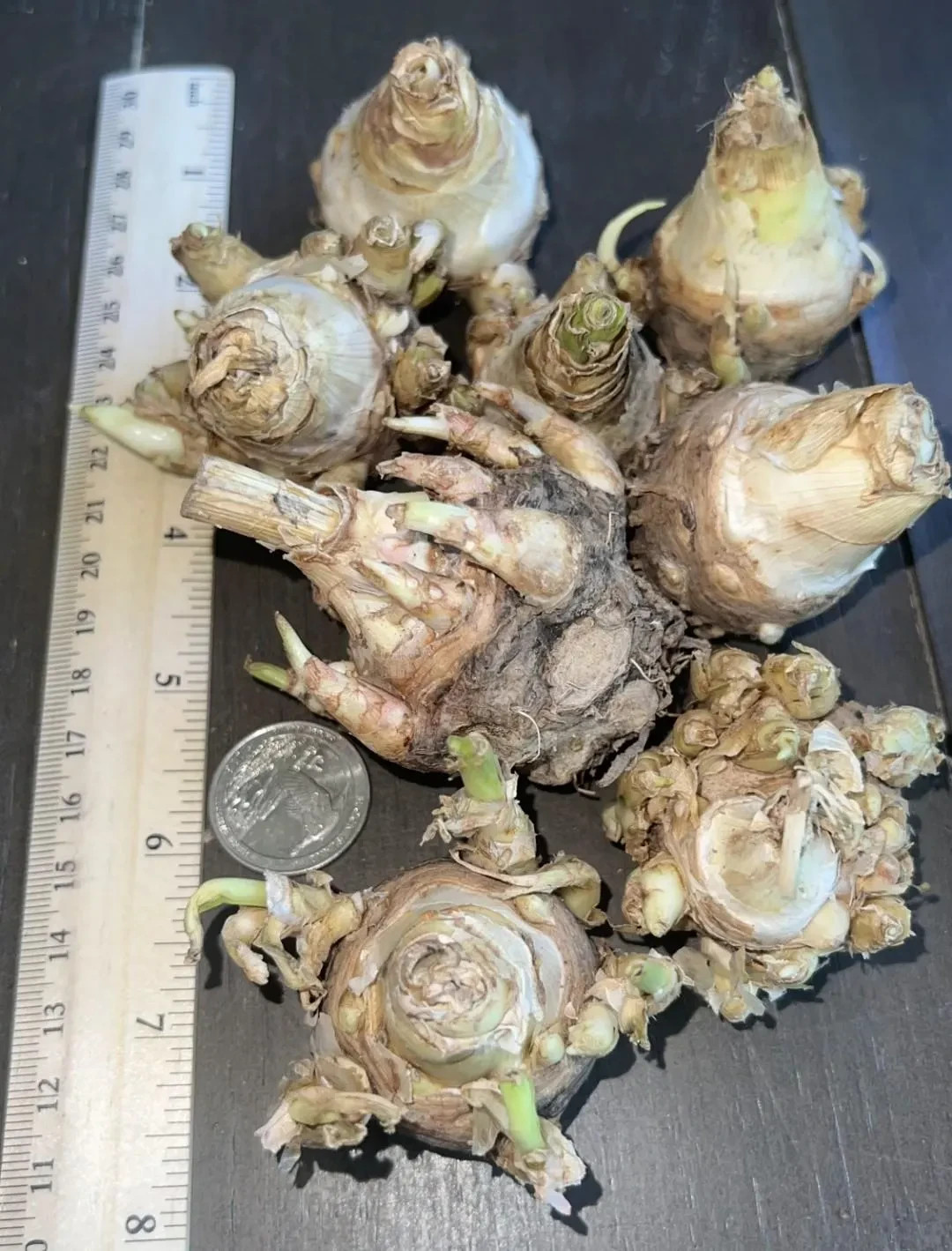 3 New! Large Double White Mexican Tuberose Polianthes Lily Fragrant