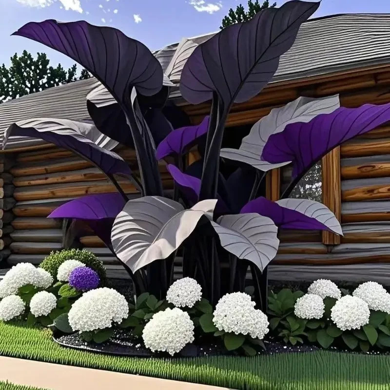 10 pc Coral Black Purple Canna Fan Seeds, suitable for garden