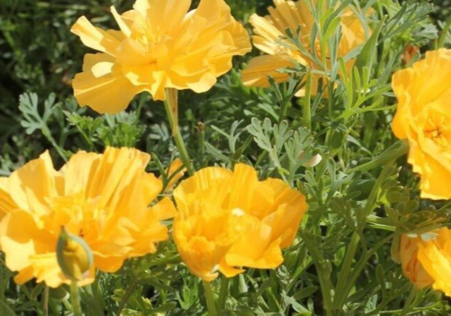 Eschscholzia, California poppy, Double yellow 25 seeds