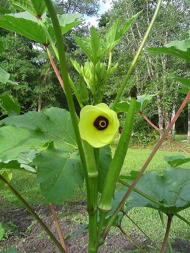 40+ Clemson Spineless Okra Seeds, NON-GMO, Bendi , burgundy, cow horn, jambalaya