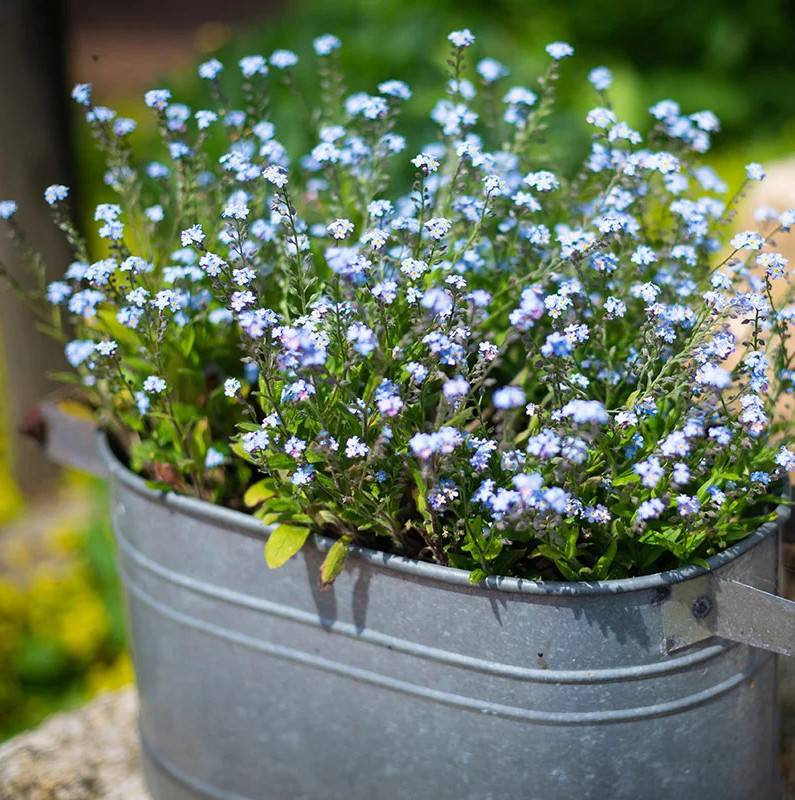 200+ Forget Me Not Seeds – Early Bloom – Perennial – NON GMO ————- FRESH