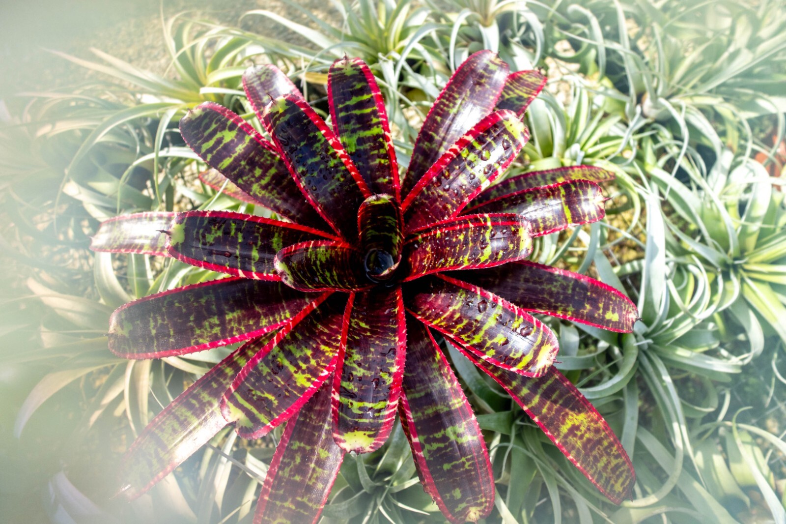 Bromeliad – Neoregelia Lucifer 6″ pot – Live Plant