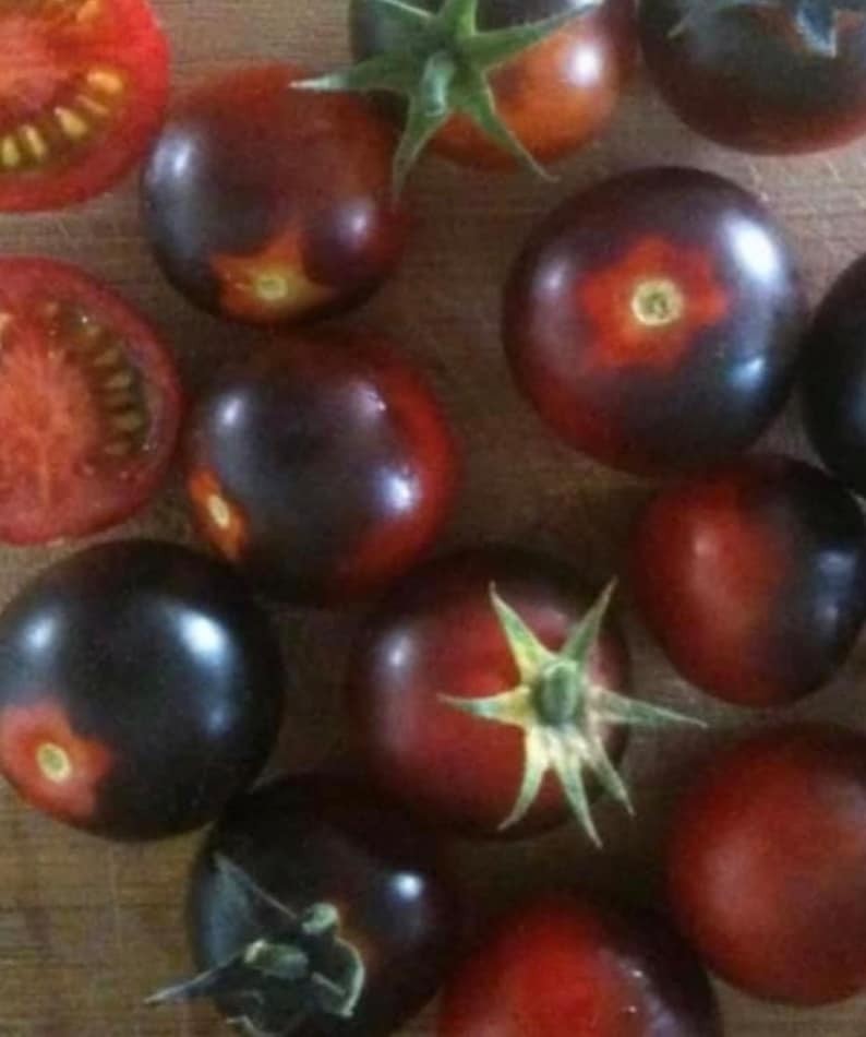 Black Opal Tomato Seeds. 15 Seeds, Free Shipping!