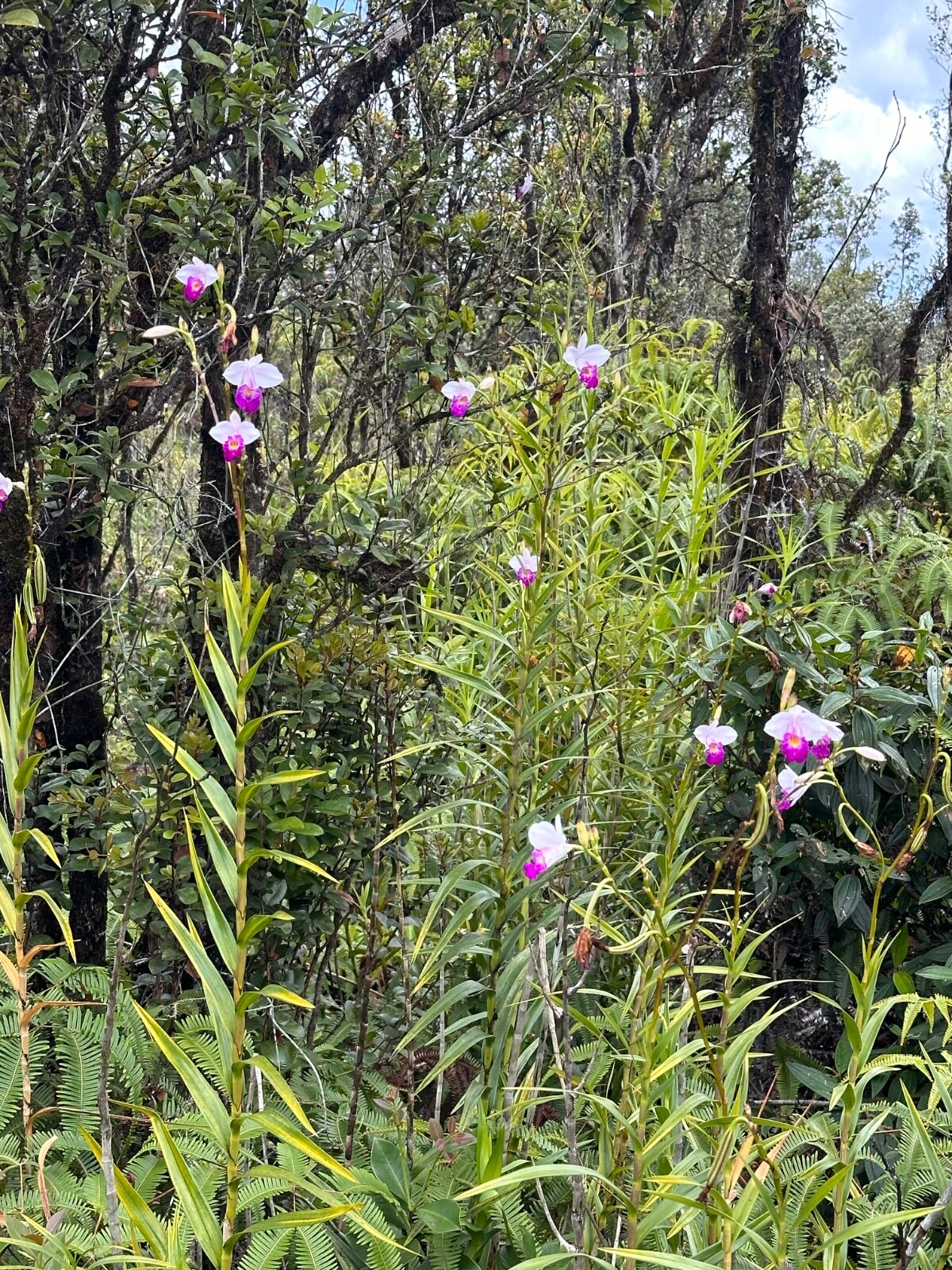 Bamboo Orchid Bulbs