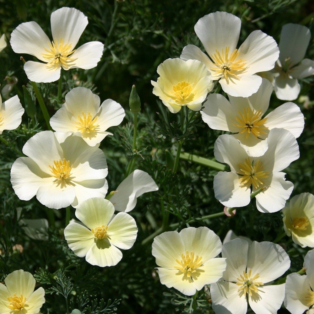 2,000 White Linen California Poppy Flower Seeds Eschscholzia Calif For Planting