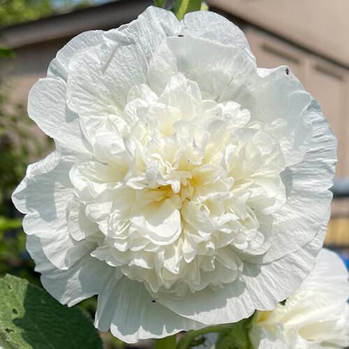 Chaters Double White Hollyhock Seeds | 5″ Double White Flowers | Heirloom | 1195