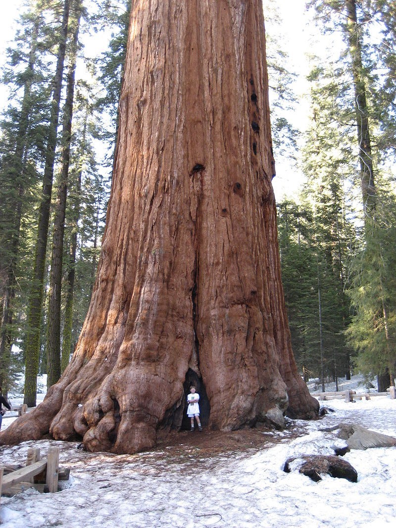 Giant Sequoia Seeds (Sequoiadendron giganteum) – 50 Seeds – 2025 Harvest