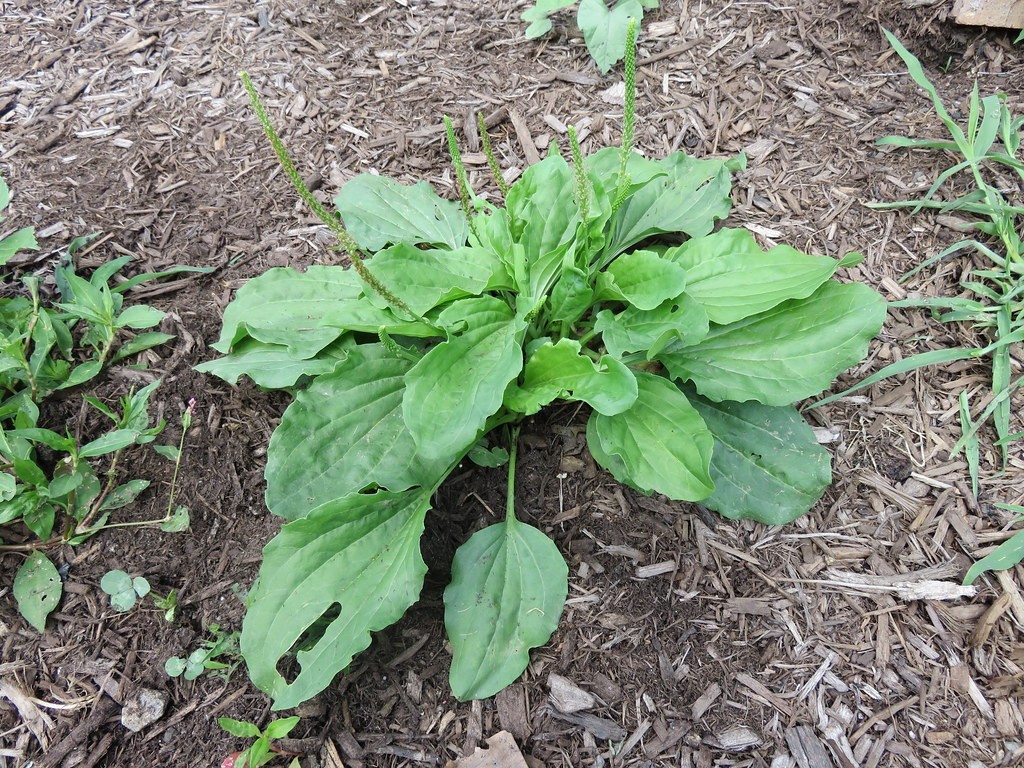 5 Wild Broadleaf plantain live bare root Herbal Edible Medicinal Hardy Perennial