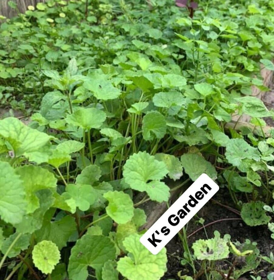 PENNYWORT , GOTU KOLA, CENTELLA ASIATICA SEEDS, HẠT RAU MÁ LÁ LỚN (+200 PCS)