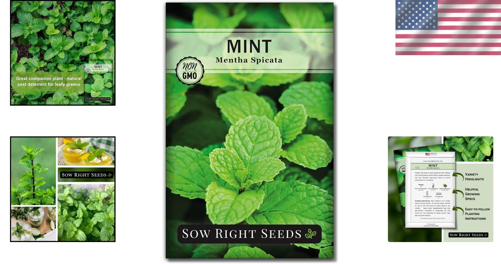 Organic Mint Seeds – Beautiful, Perennial Herb for Culinary Delights & Fresh Tea