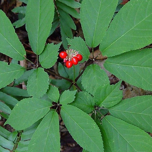 100 Fully Stratified American Panax Quinquefolius Ginseng Seeds 2025 Harvest USA