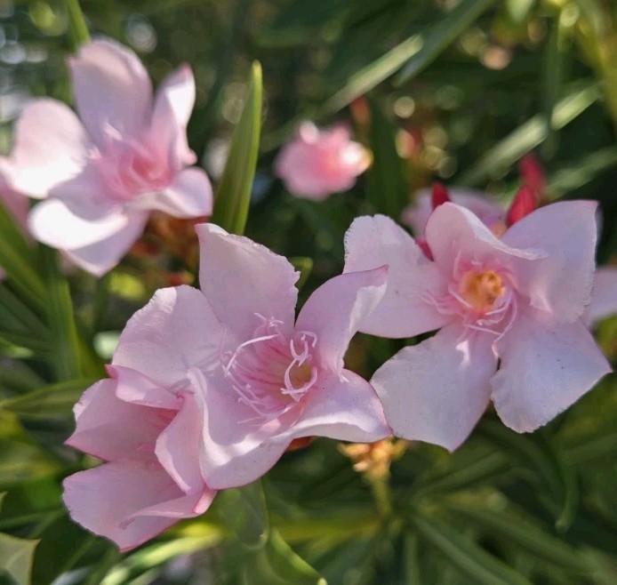 PINK OLEANDER, NERIUM OLEANDER, EXOTIC PLANT TREE (60 2024 Seeds) (08)