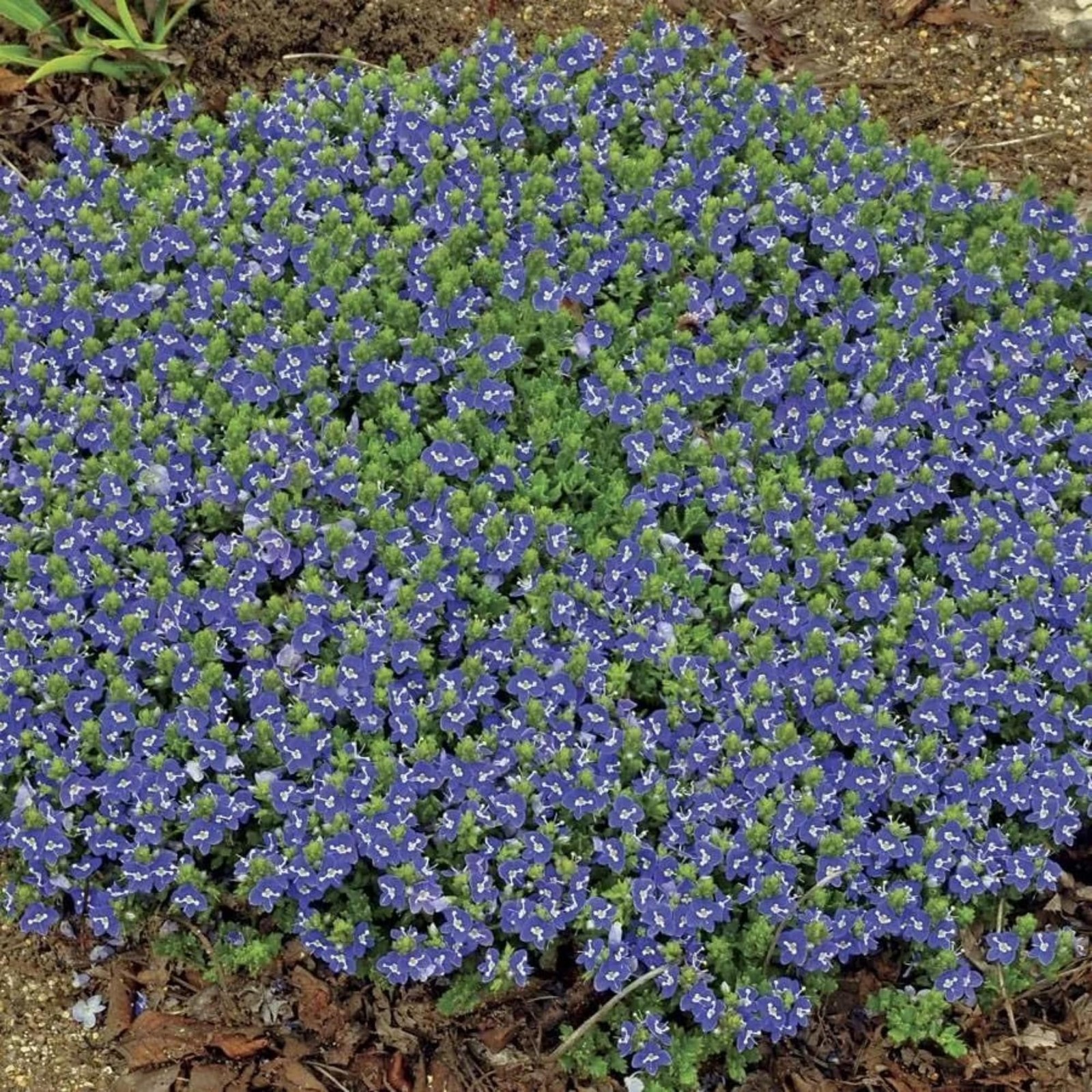 600+ Creeping Speedwell Seeds for Planting Creeping Speedwell Ground Cover Pl…
