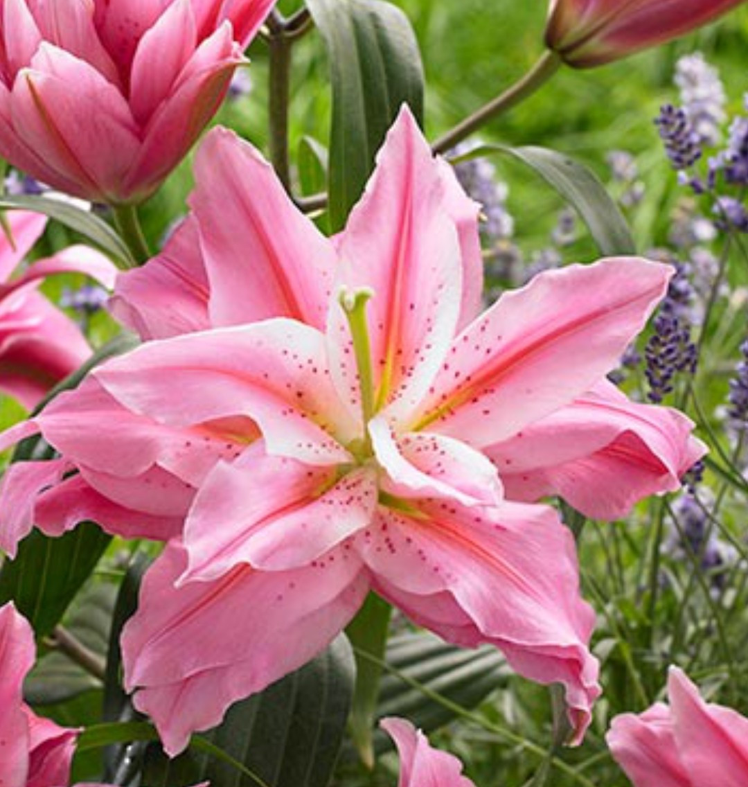 Lilys Flower Bulbs Roselily 4 Rose Lily Double Bulb Mix Pink White Pollen Free