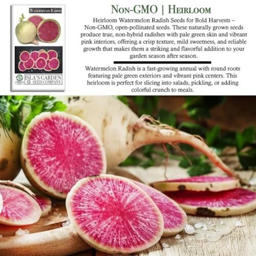 Watermelon Radish Seeds (Raphanus sativus acanthiformis) – 120+ Non-GMO