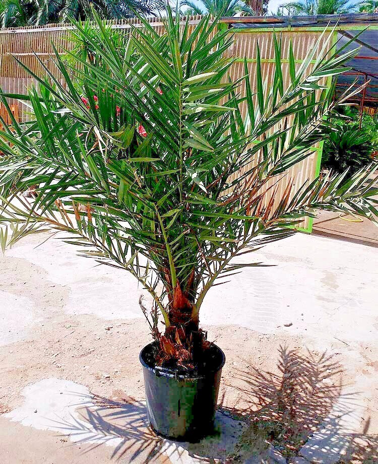 5 Date Palm Tree Seeds (Phoenix dactylifera) Edible Fruit Plant Hardy to Zone 8