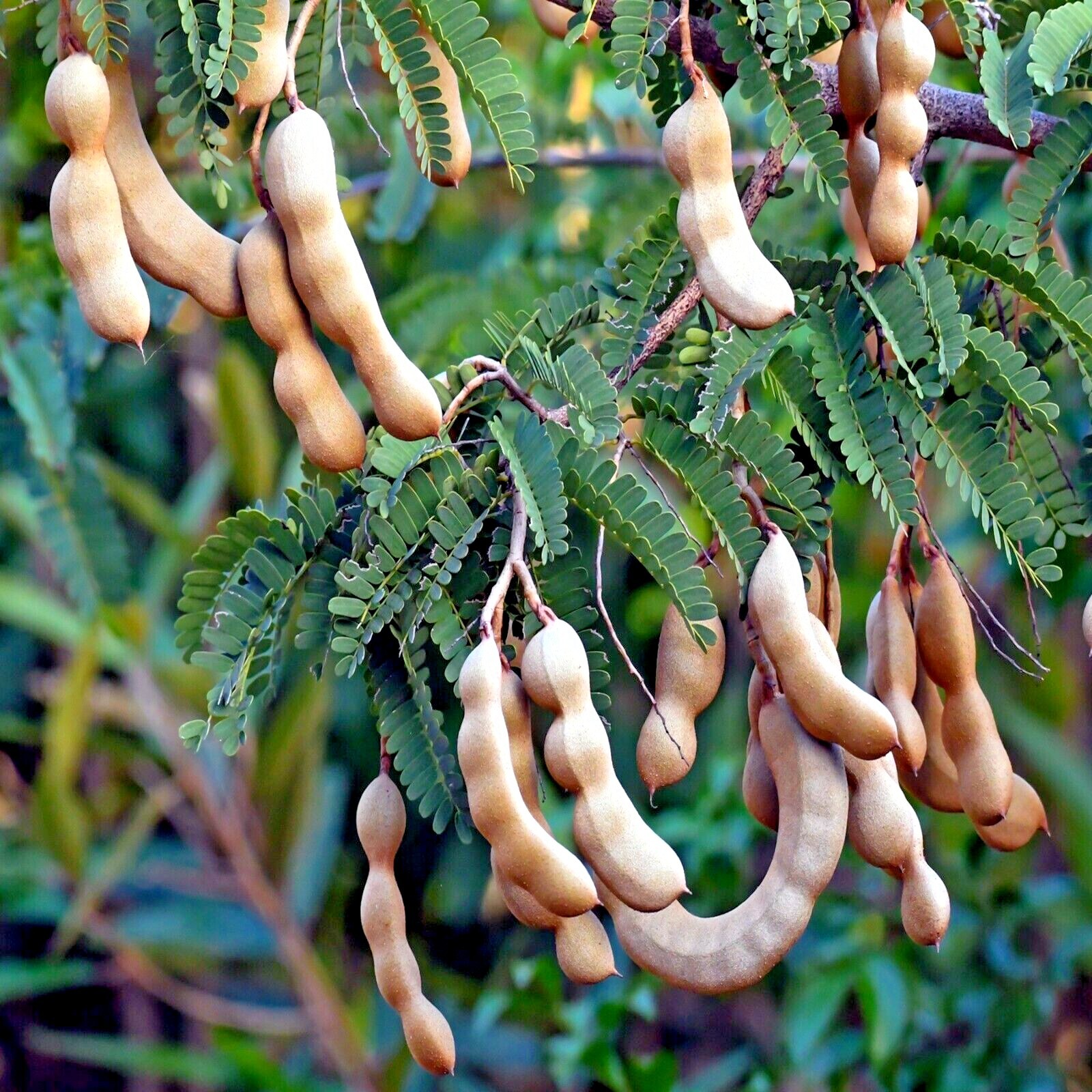100 Tamarind Tree Seeds Tamarindus indica Tropical Fruit Flower Plant, Bonsai