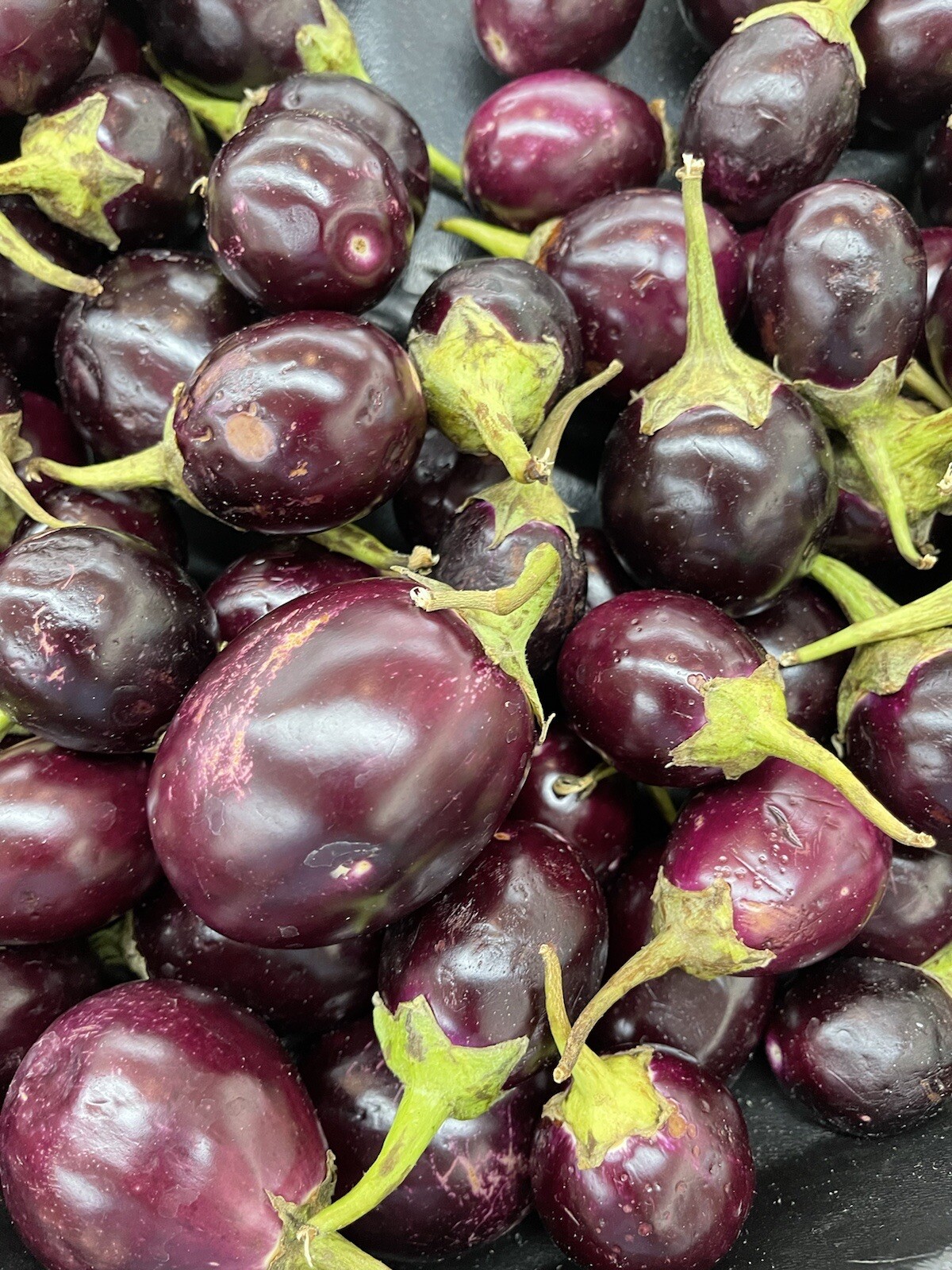 100+ SEEDS Thai Round Purple Eggplant | NON-GMO