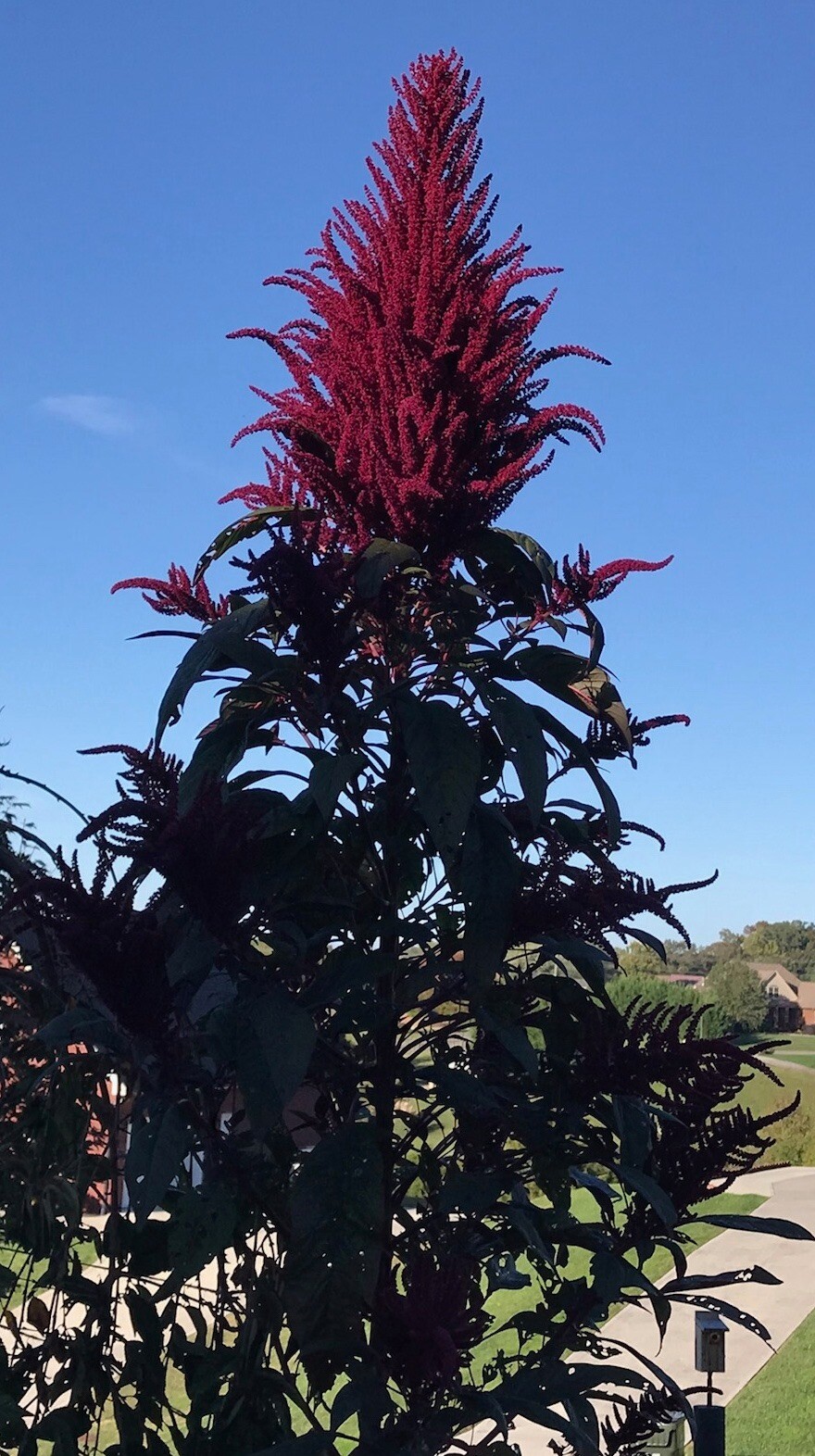 Amaranth OPOPEO Red Flower Edible Leaves & Grain Microgreens Non-GMO 1500 Seeds!
