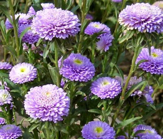 ASTER POMPON LIGHT BLUE Callistephus Chinensis – 200 Bulk Seeds