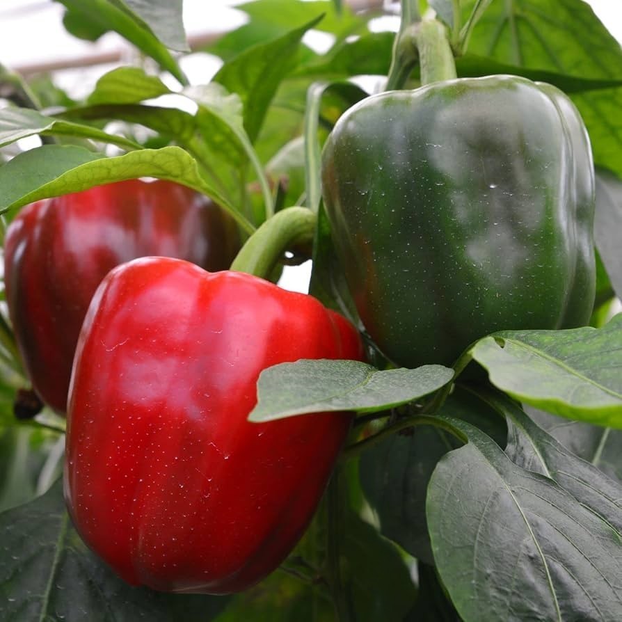 25 Newly Harvested Sweet Big Red Premium Pepper Seeds-B 06
