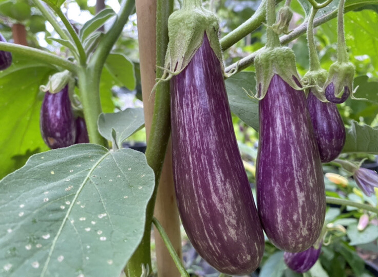 15 Rare FAIRY TALE EGGPLANT seeds Aubergine Garden