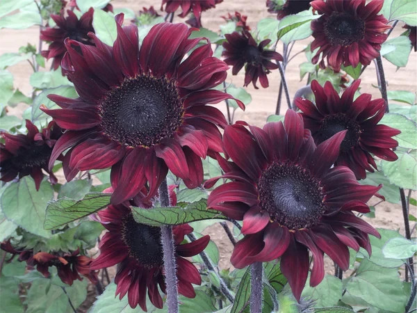 Chocolate Cherry Sunflower Seeds