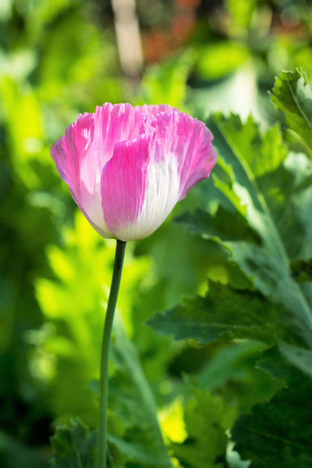 200 AFGHAN RESELECTED Blue POPPY Mixed Colors Papaver Pink Purple Flower Seeds
