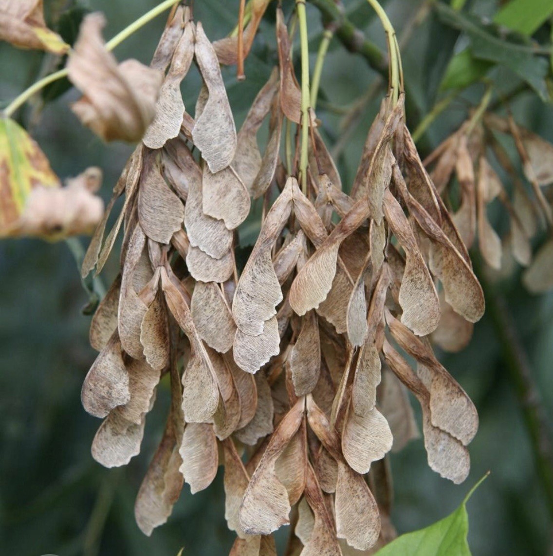 Box Elder Maple Tree seeds – Acer negundo 50+ seeds Planting Outdoors