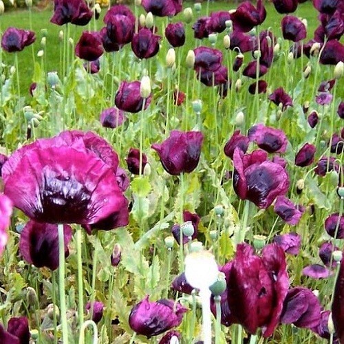 2,500+ Heirloom Organic Lauren’s Grape Papavaer Somniferum Poppy Seeds. Non-GMO