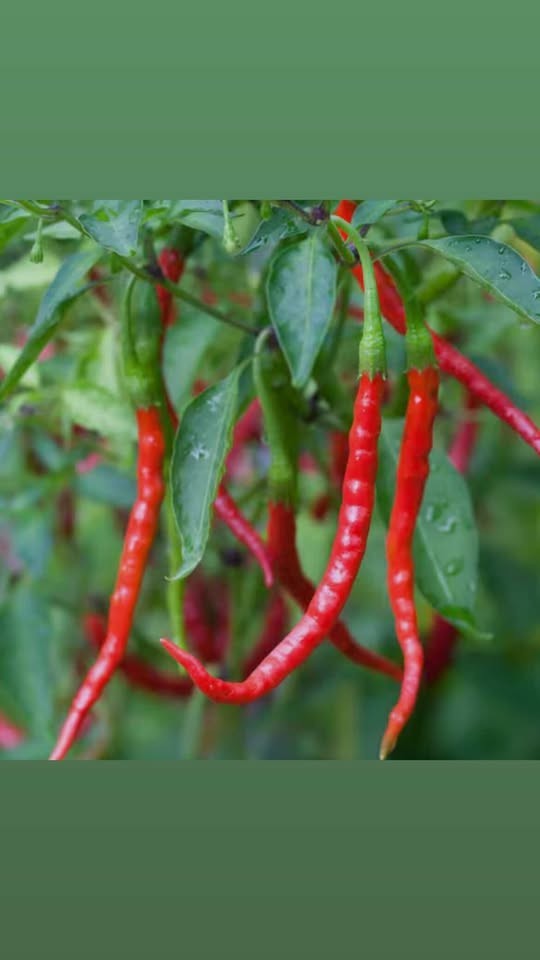 Chile de Árbol Seeds (200 Count) 🌶️ | Easy to Grow | Heirloom | Fresh Seeds 🔥