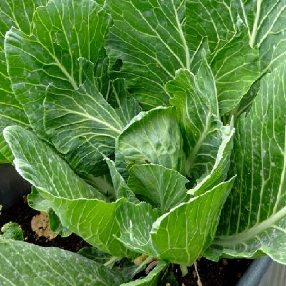 Vates Collards Seeds | NON-GMO | Heirloom | Fresh Garden Seeds
