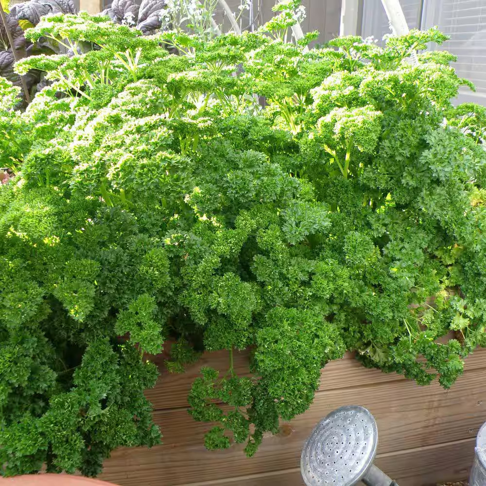 19 Oz. Curled Parsley Herb Plant (2-Pack)