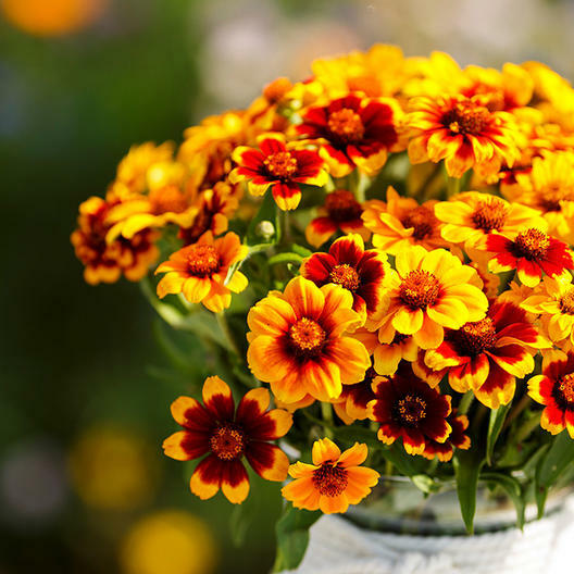 Zinnia ZINMASTER Mix 6 Heirloom Zinnias Tall & Dwarf Non-GMO 200 Seeds
