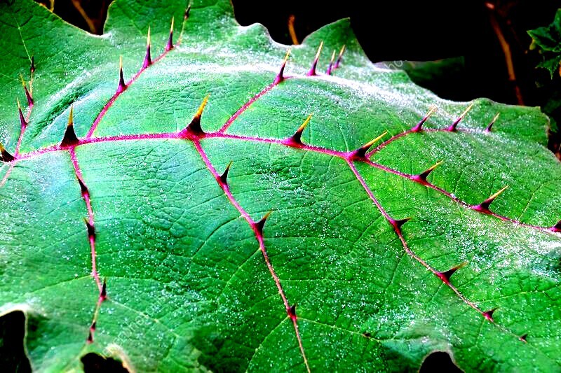 Naranjilla Orange Tree Seeds Solanum quitoense “Lulo Quito” Garden Fruit Plant
