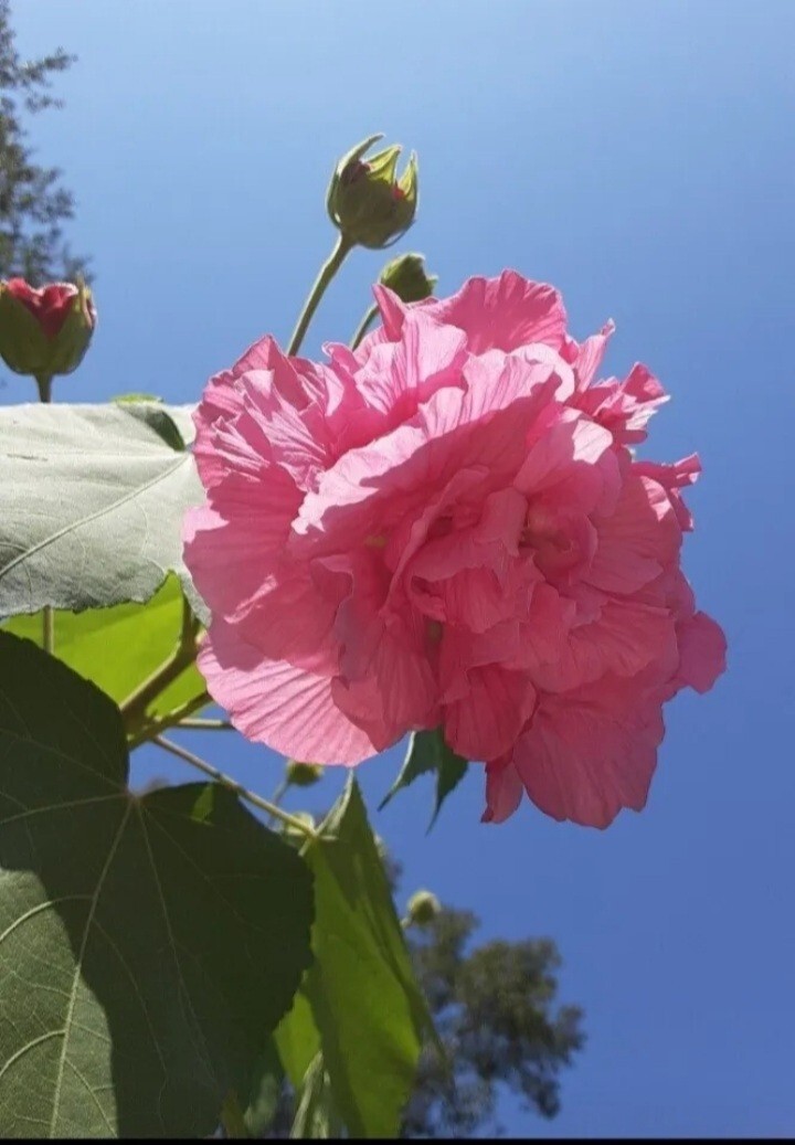 Cotton Rose Seeds (50+ Count) Pink color changing flower!
