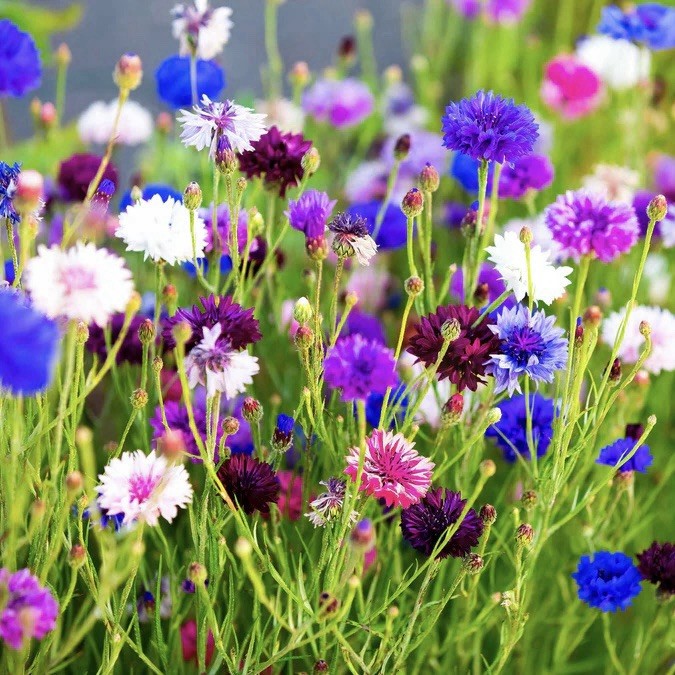 250+ Cornflower / Bachelor Button Seeds – Tall Mix | Garden Flowers USA Seller