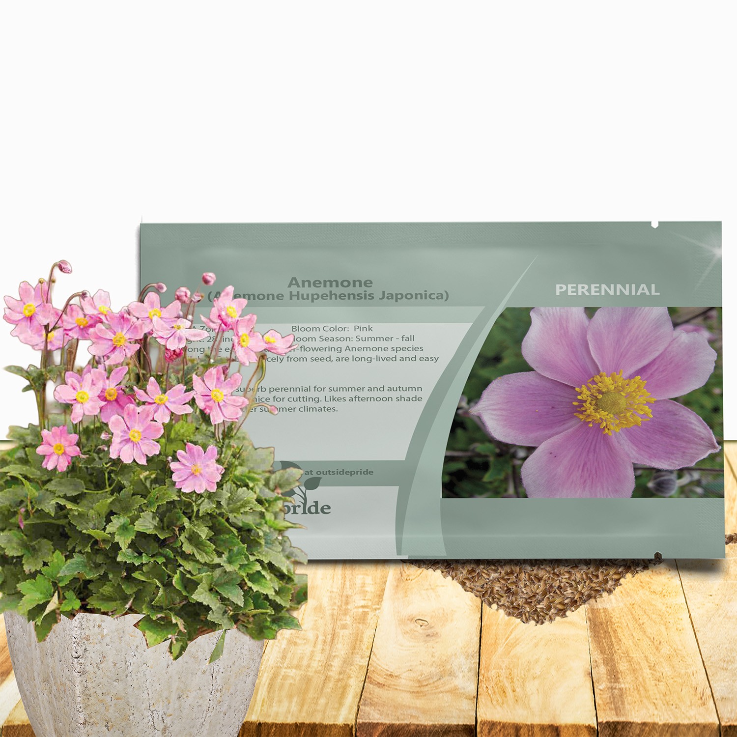 100 Seeds Anemone Seeds – Japonica Flower Seed
