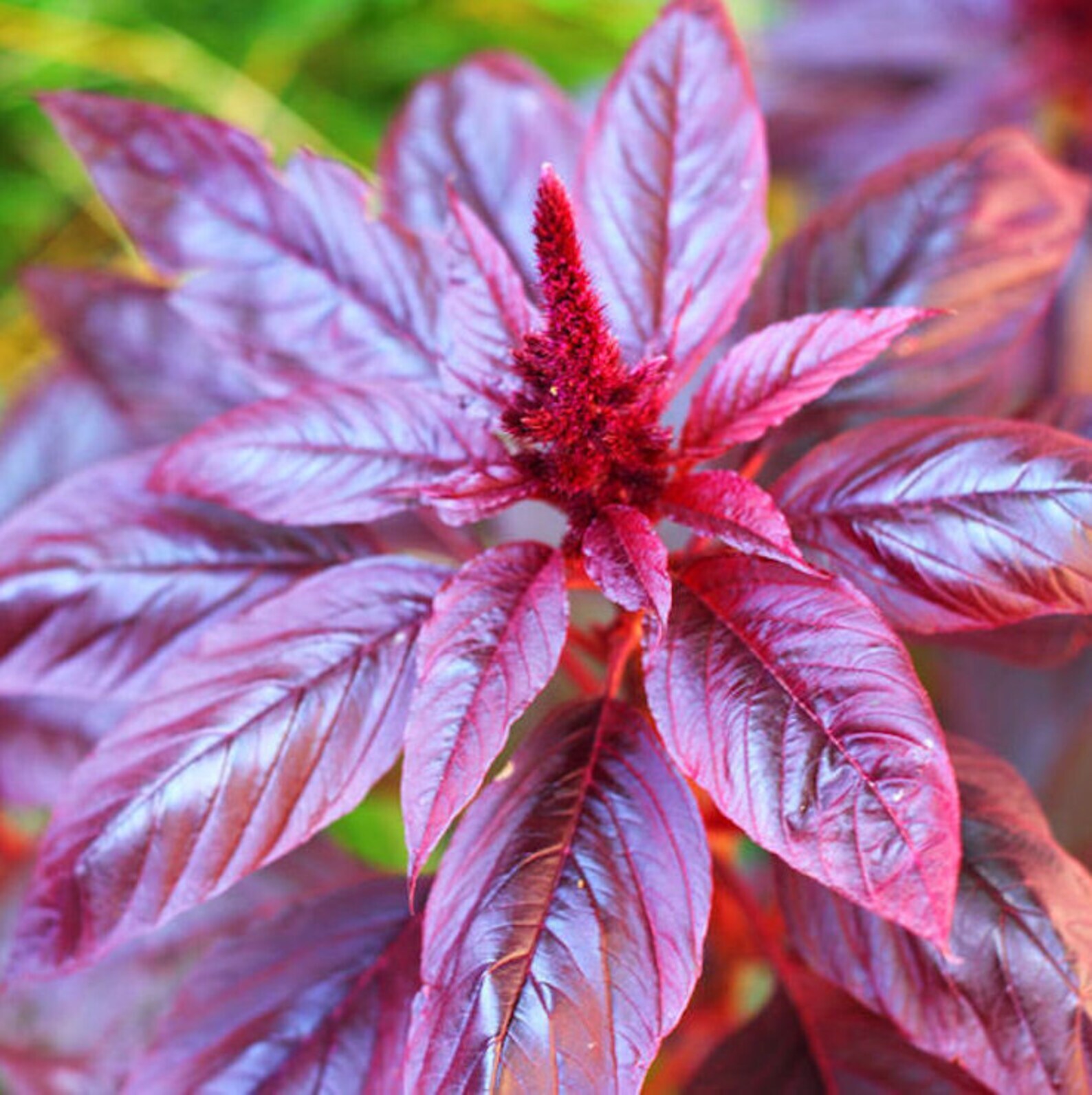 Red Garnet Amaranth Seeds 1000+ Amaranthus Tricolor Annual NON-GMO USA FREE S&H