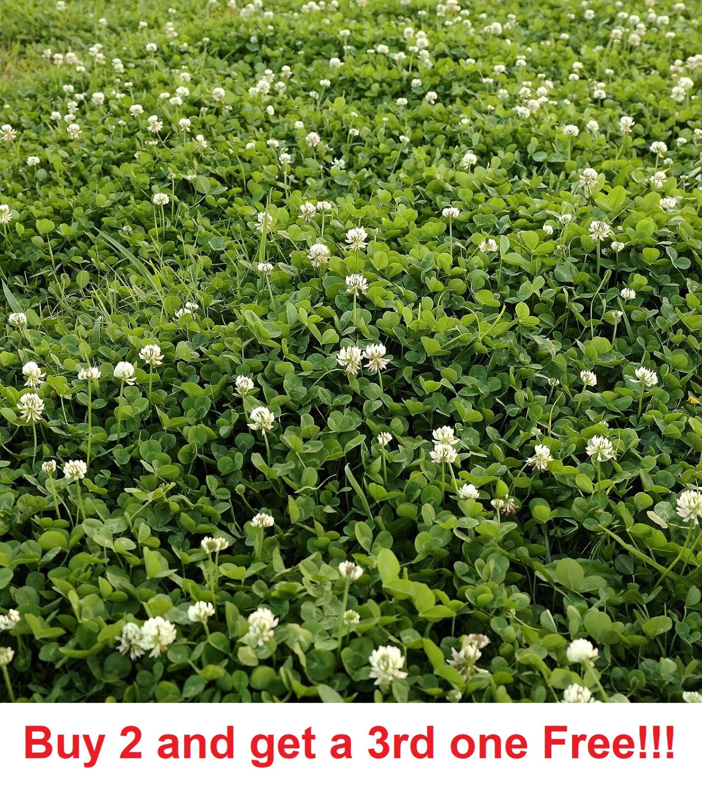 White Dutch Clover Cover Crop Seeds NON-GMO Fresh Flower Seeds 7000-800 seeds