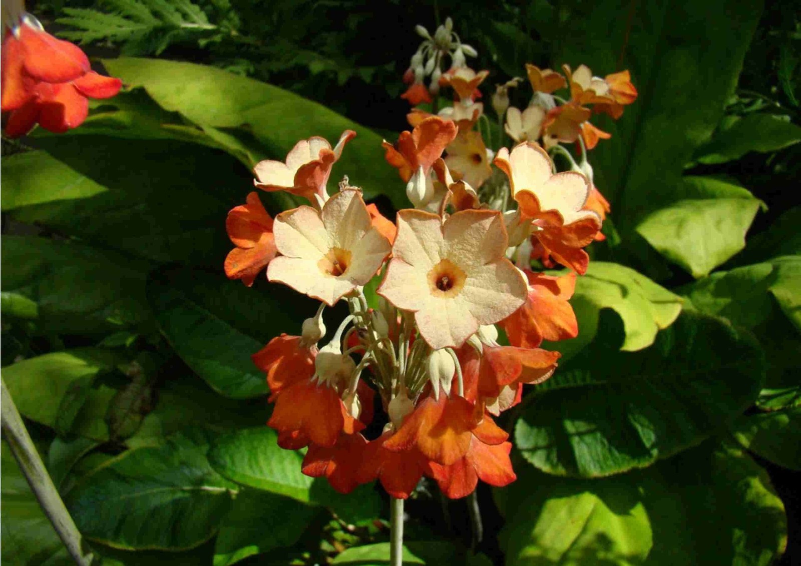 Primula florindae – Keilour color mix seed