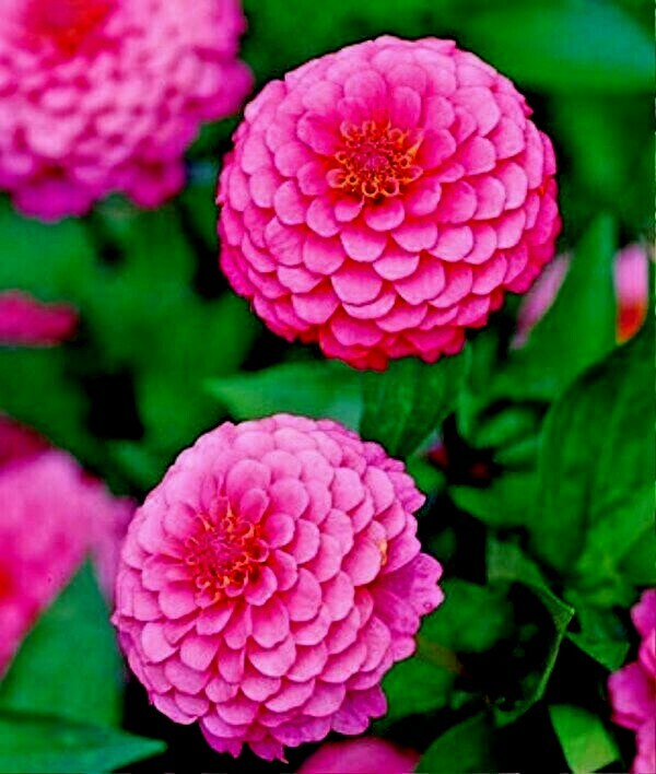 301+PINK ZINNIA Flower Seeds Summer Flowering Annual Cut Flowers Luminosa Easy
