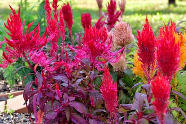 150 RED GARNET AMARANTH SEEDS | SALE FREE SHIPPING NON GMO HEIRLOOM