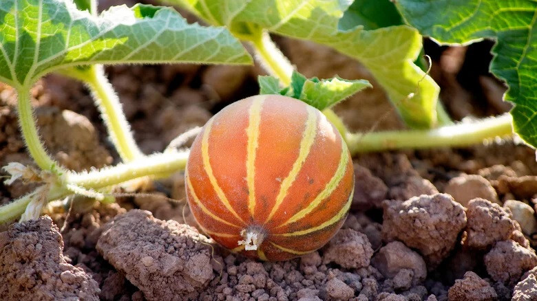 Victorian pocket melon Cucumis melo var. dudaim Plum Granny 10 seeds