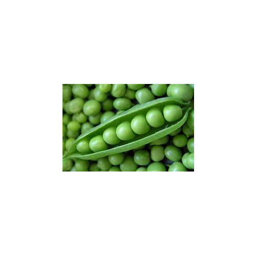 Pea Lincoln Great Heirloom Vegetable By Seed Kingdom 1,200 Seeds
