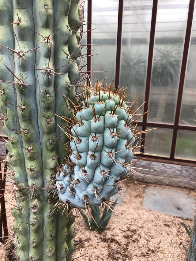 10 “BLUE CEREUS” CACTUS SEEDS (Browningia hertlingiana) RARE Tree Like Cacti