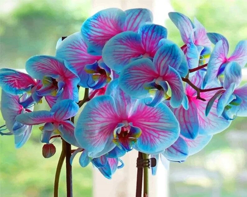 50Pcs Blue & Pink Orchids Flowers bonsais seeds. #5362