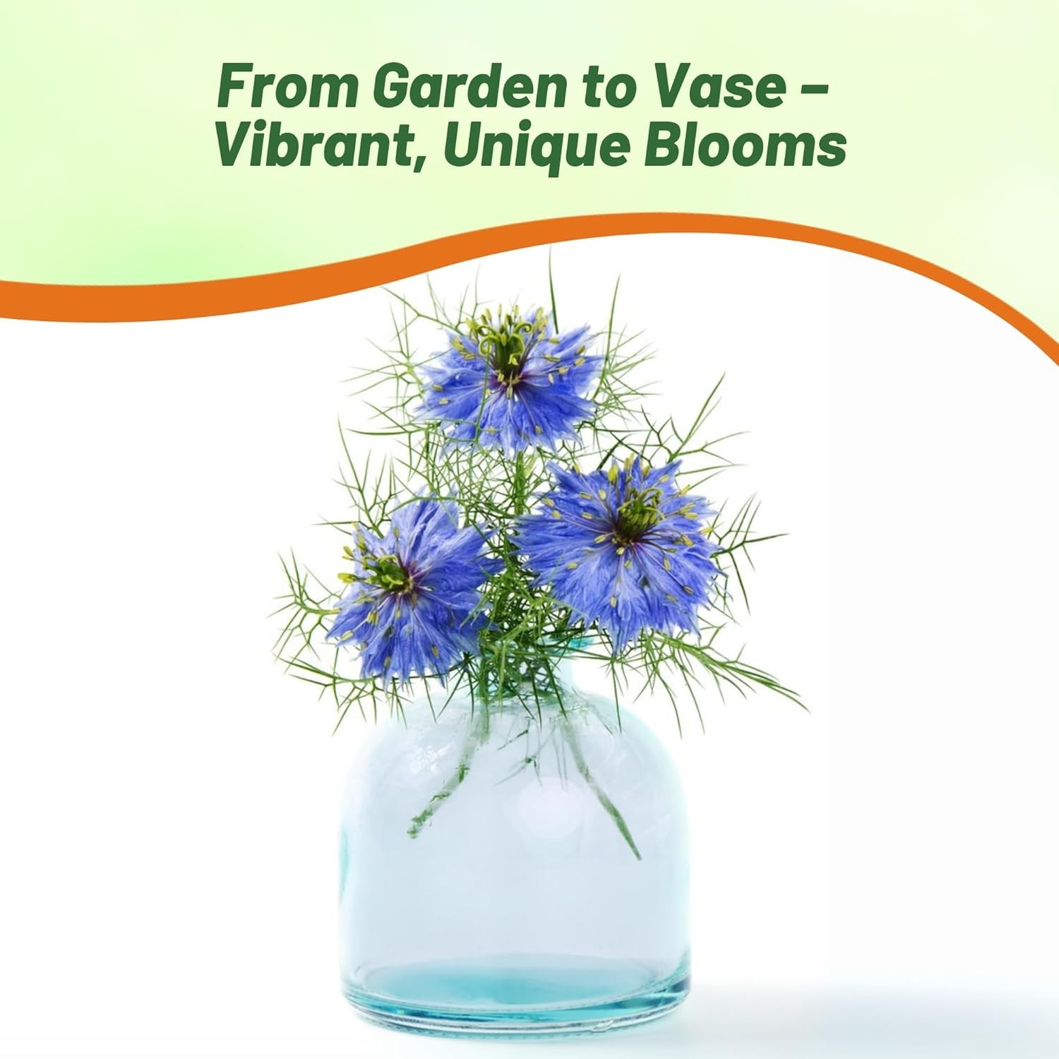 1000 Seeds Cumin Seeds – Black Cumin Herb Seed