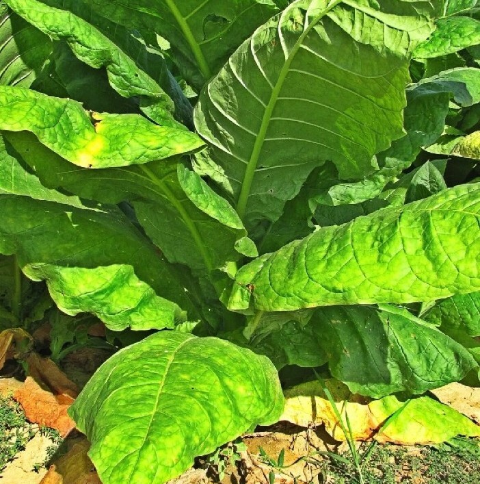 20+ Tobacco Seeds Havanna Gold USA seller