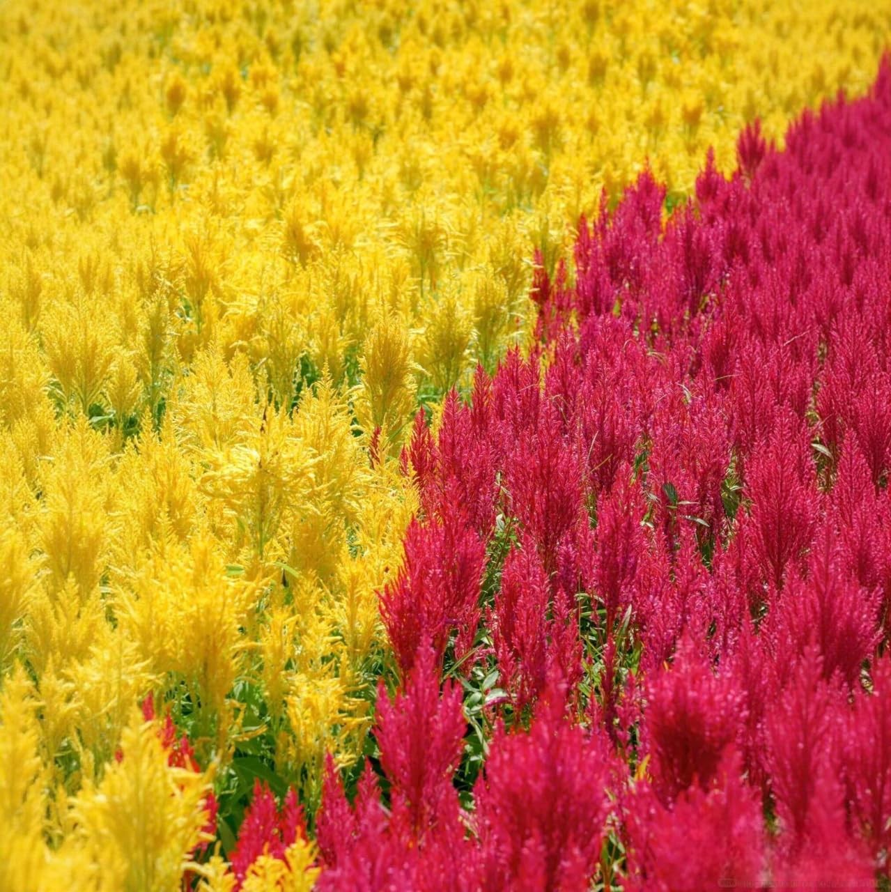 100 Plumed Celosia Seeds (Celosia plumosa) – Non-GMO Annual Heat & Drought To…